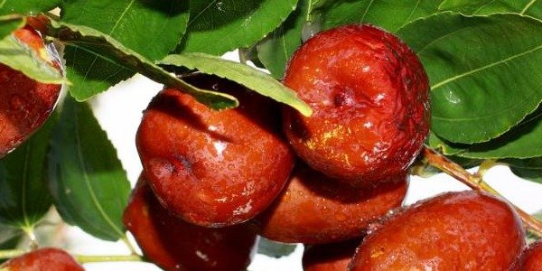 Dátiles: Propiedades nutricionales.